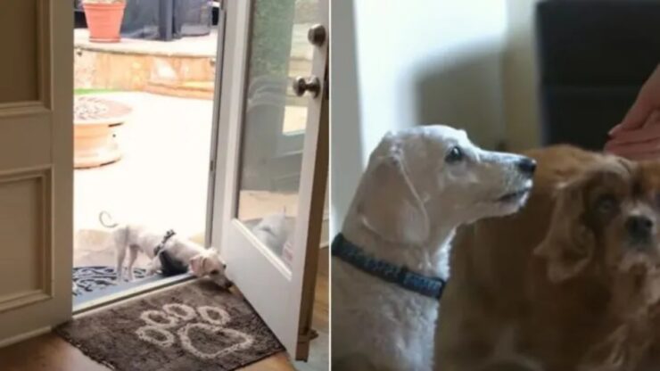 Cucciolo trova una nuova famiglia ed è di nuovo felice