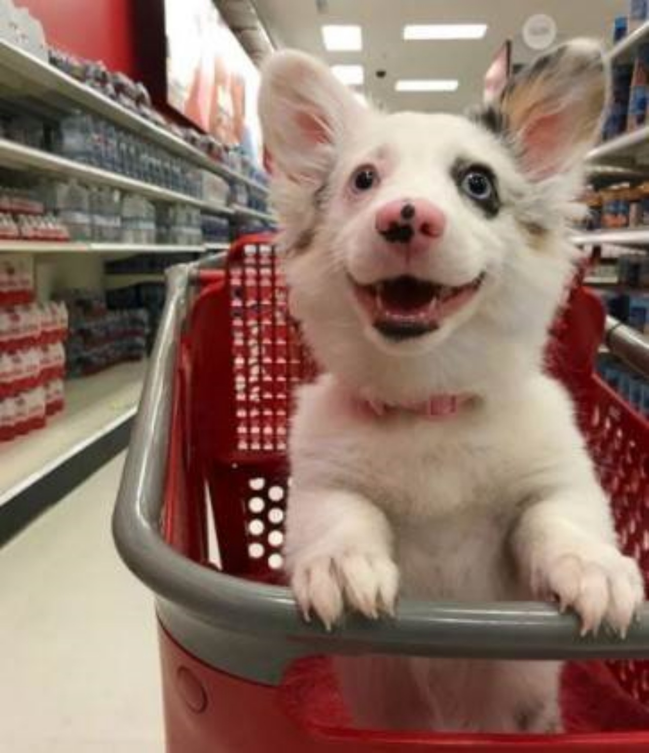 Cucciolo entra nel supermercato