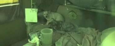 Due cagnoline hanno perso la proprietaria