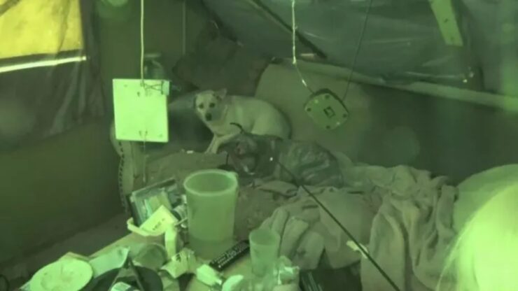 Due cagnoline hanno perso la proprietaria