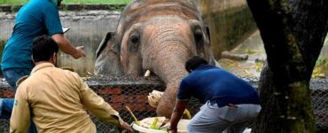 Elefante solitario libero dopo 35 anni