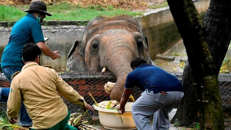 Elefante solitario libero dopo 35 anni