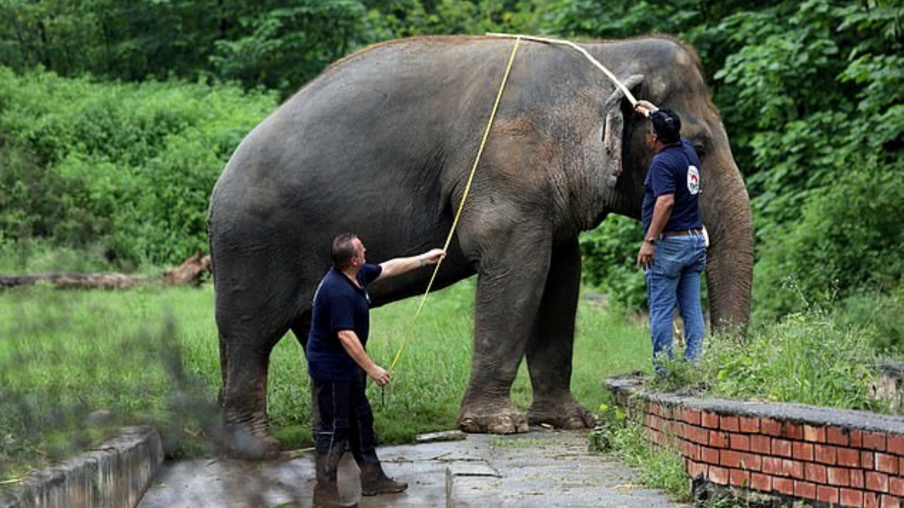 Elefante solitario libero dopo 35 anni
