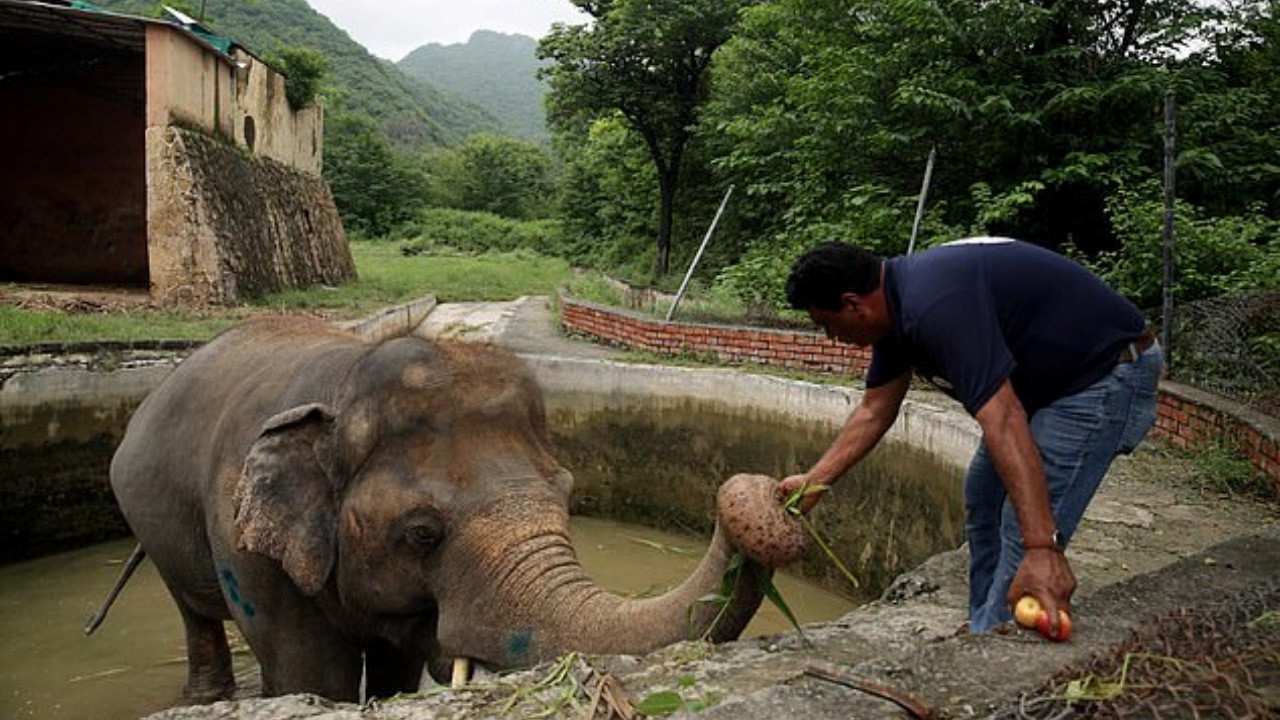 Elefante solitario libero dopo 35 anni