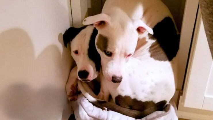 Fratelli Pitbull si ritrovano dopo 5 mesi