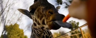 Giraffa solitaria trasferita in un altro zoo