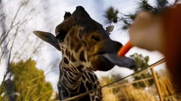 Giraffa solitaria trasferita in un altro zoo