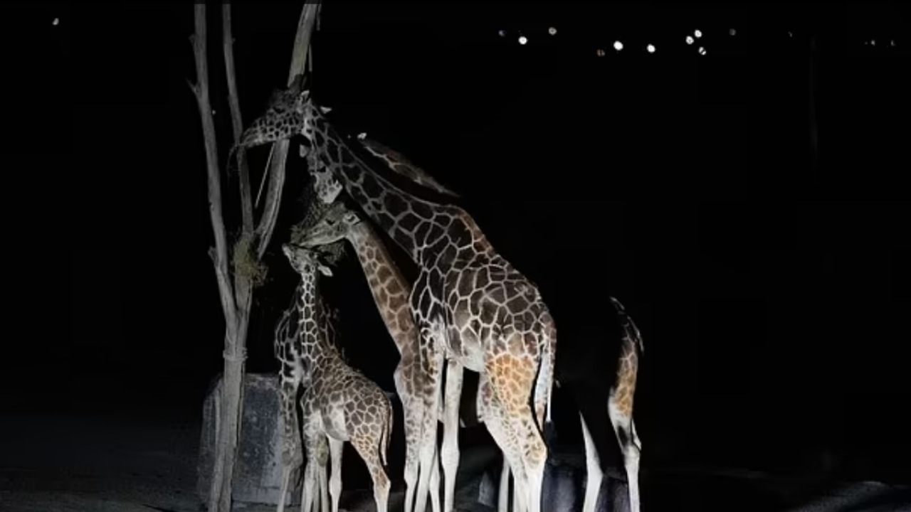 Giraffa solitaria trasferita in un altro zoo