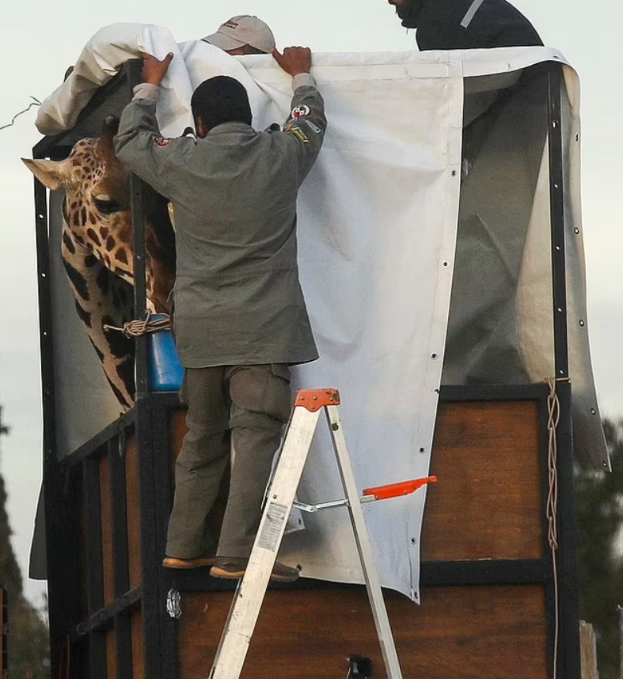 Giraffa solitaria trasferita in un altro zoo