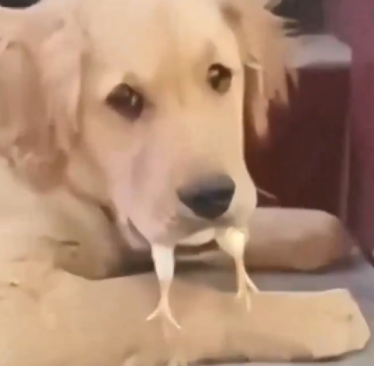 Golden Retriever mangia un pulcino