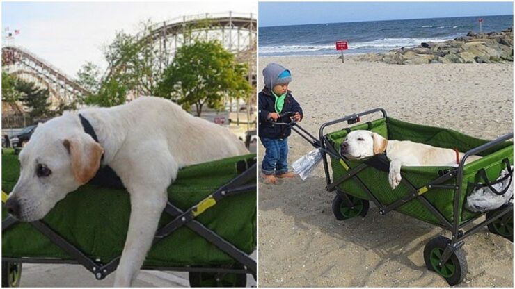 Labrador Retriever: il viaggio d'addio