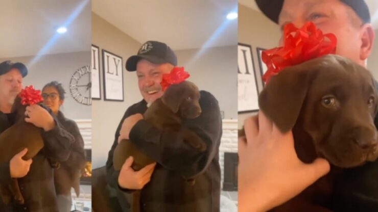 Labrador marrone: un dolce regalo