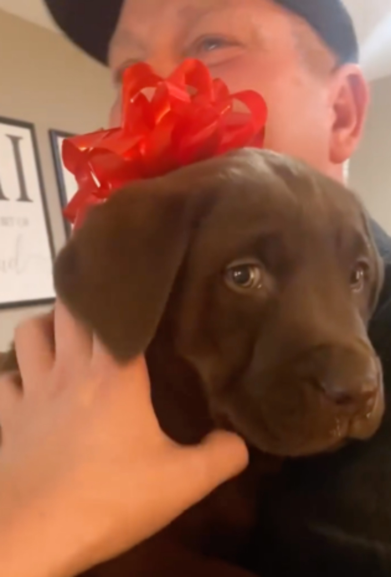 Labrador marrone: un dolce regalo