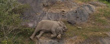 Mamma elefante ritrova il suo cucciolo