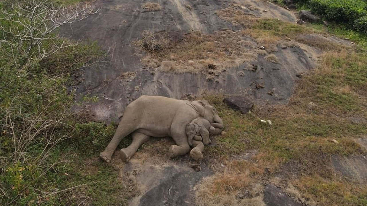 Mamma elefante ritrova il suo cucciolo