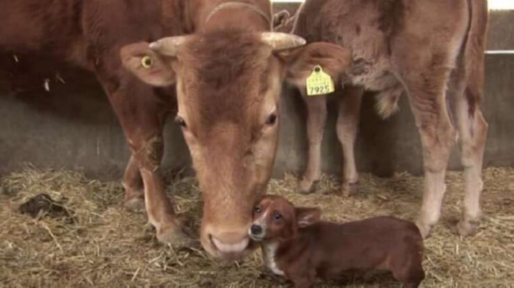 Mucca e un cane