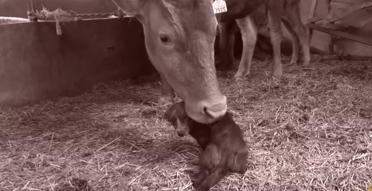 Mucca e un cane