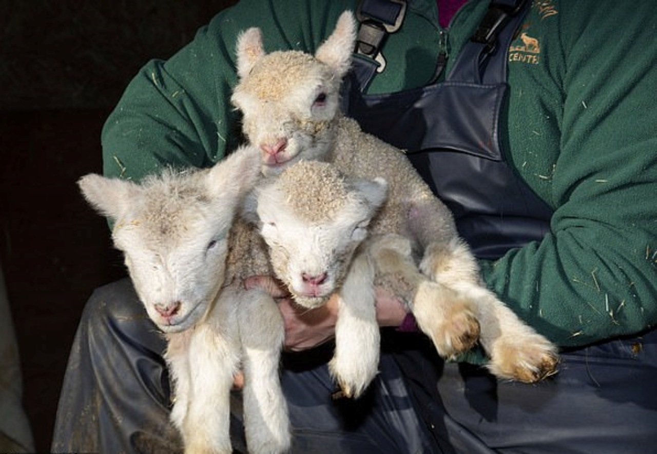 Pecore: parti trigemellari
