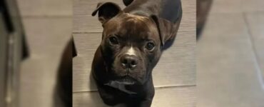 Pitbull nero trova finalmente una famiglia