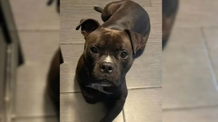Pitbull nero trova finalmente una famiglia