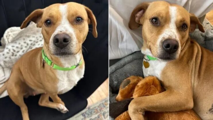 Pitbull piange per la gioia