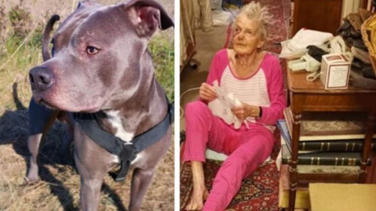 Pitbull salva la vicina di casa che era caduta