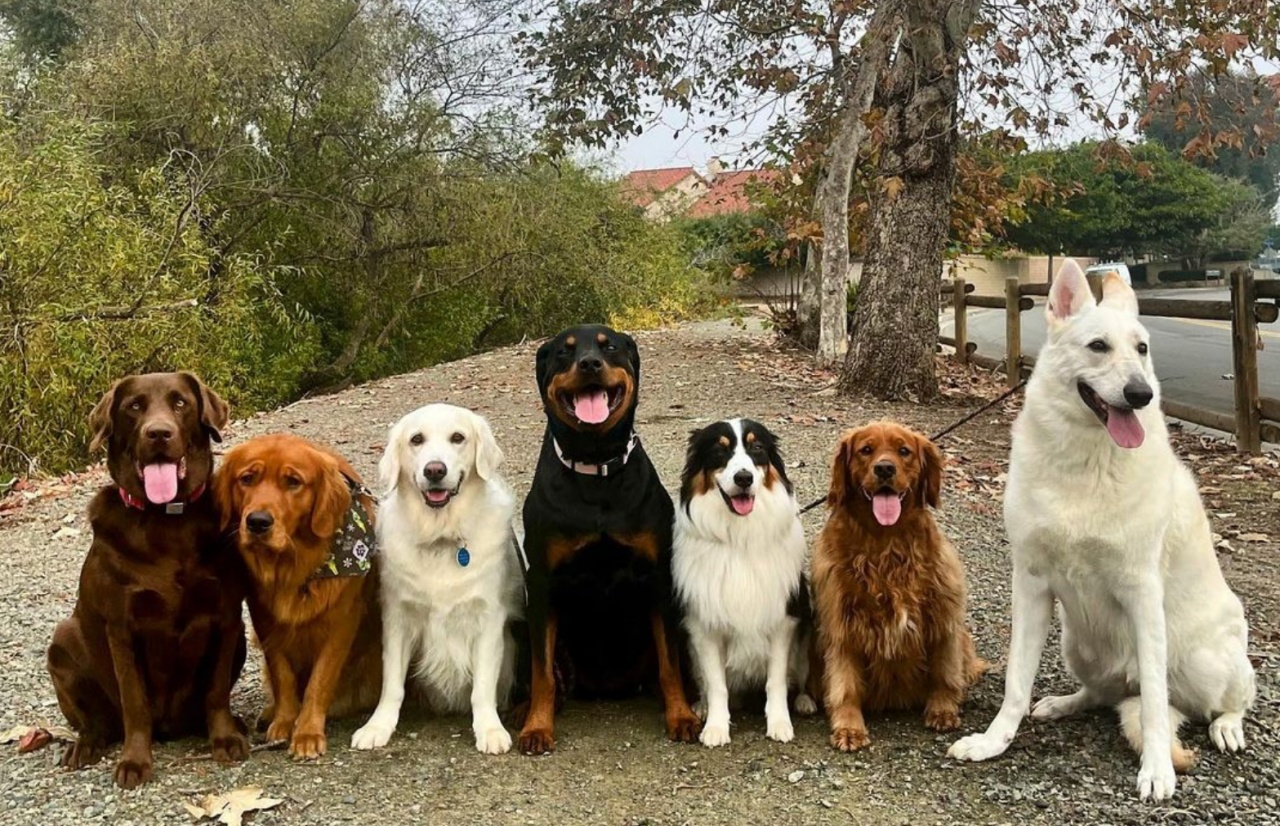4 cani famiglia