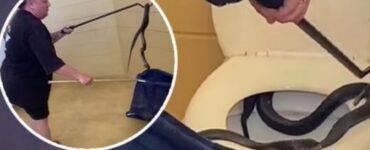 Serpente mortale in un bagno pubblico