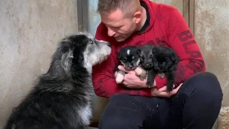 Uomo salva i cuccioli dal freddo e li mette al sicuro