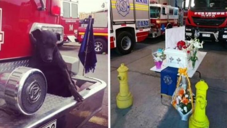 Vigili del fuoco onorano il cane