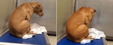 cagnolino piange casa