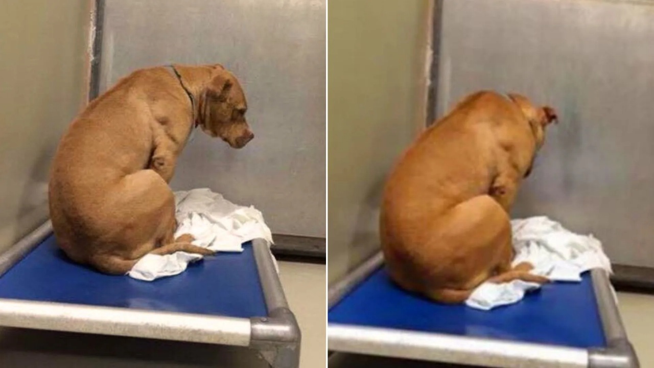 cagnolino piange casa