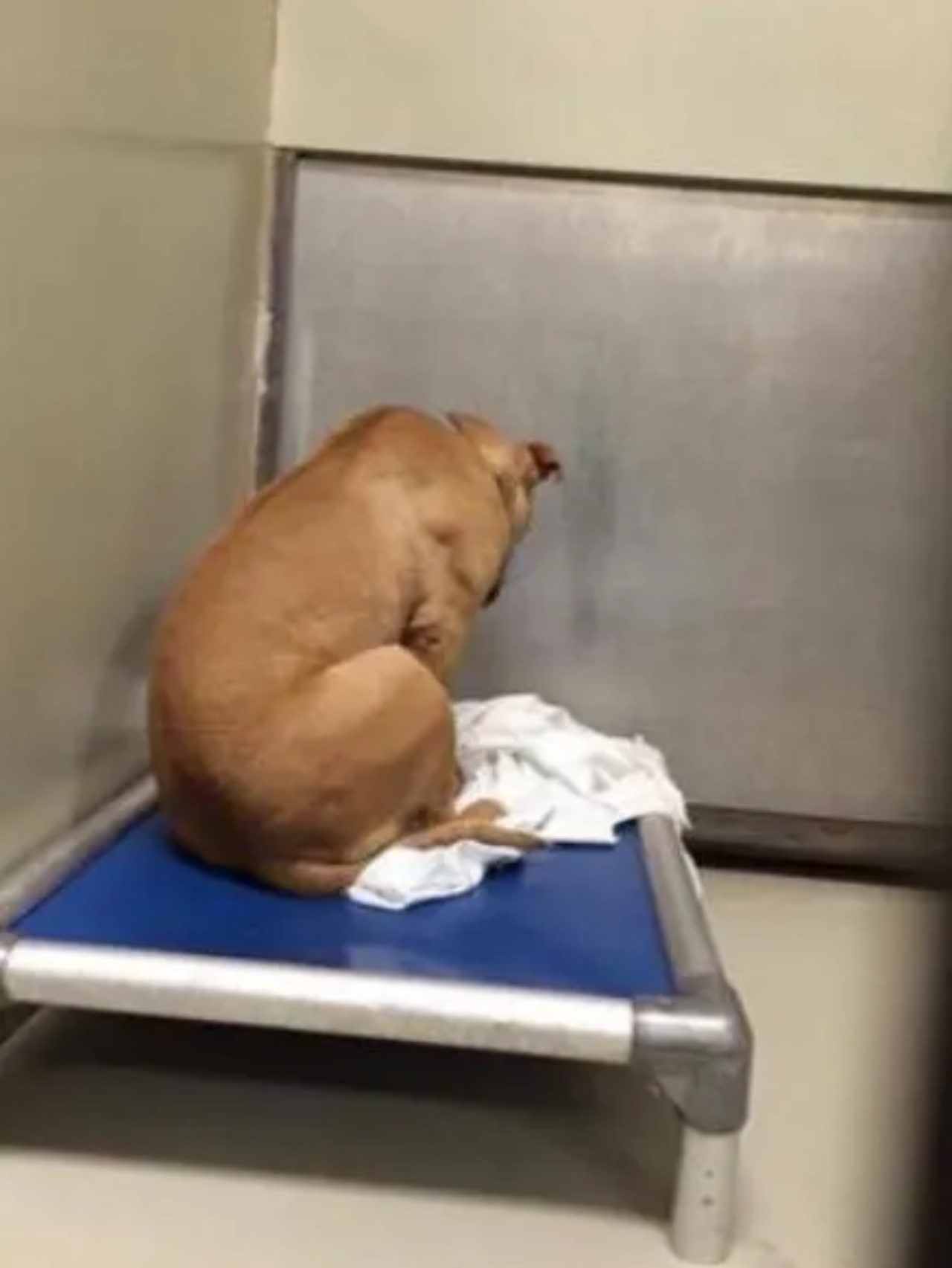 cagnolino piange solo