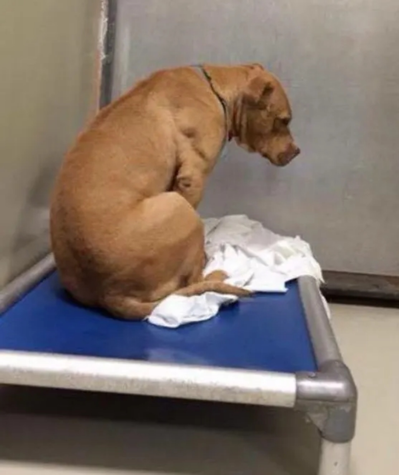 cagnolino piange canile