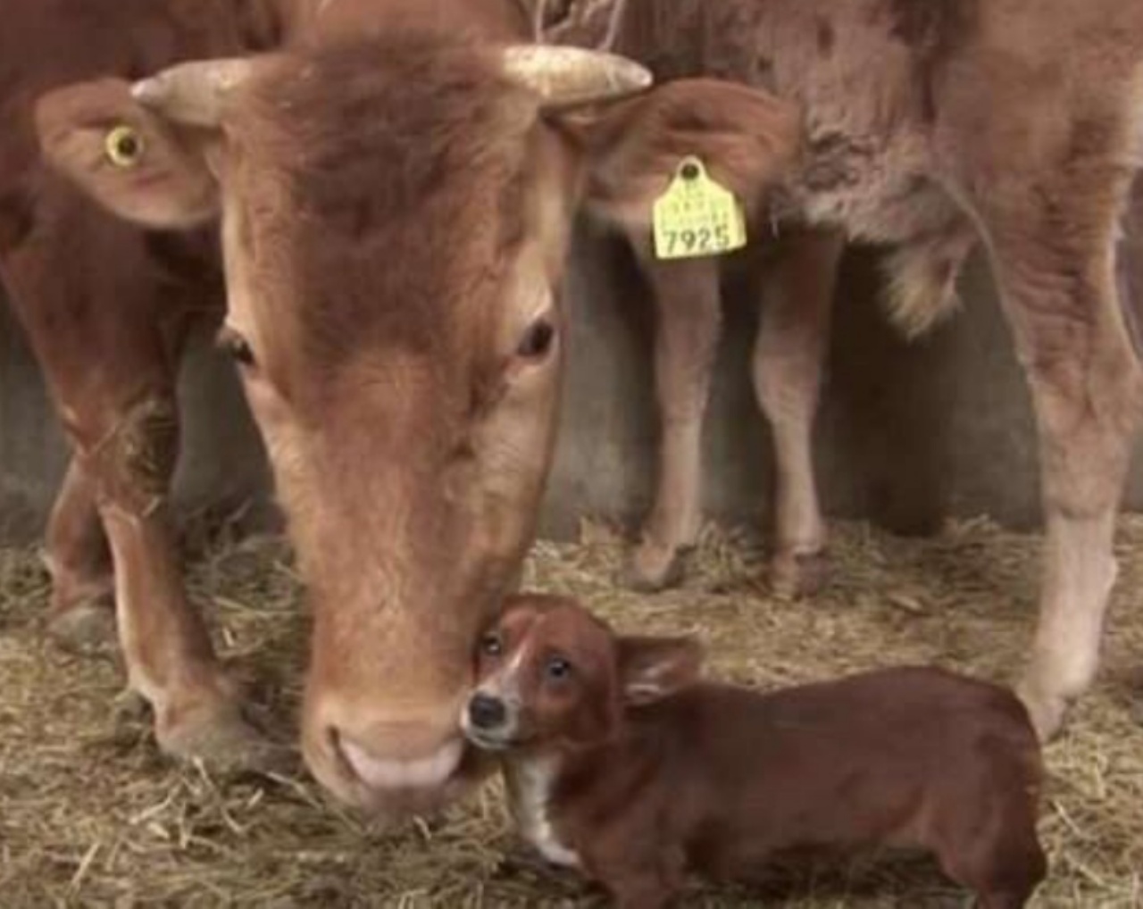 cane diventa amici