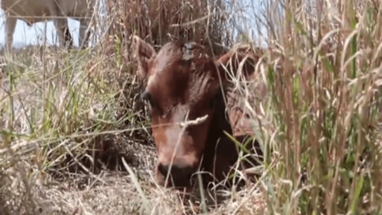 mucca nasconde piccolo