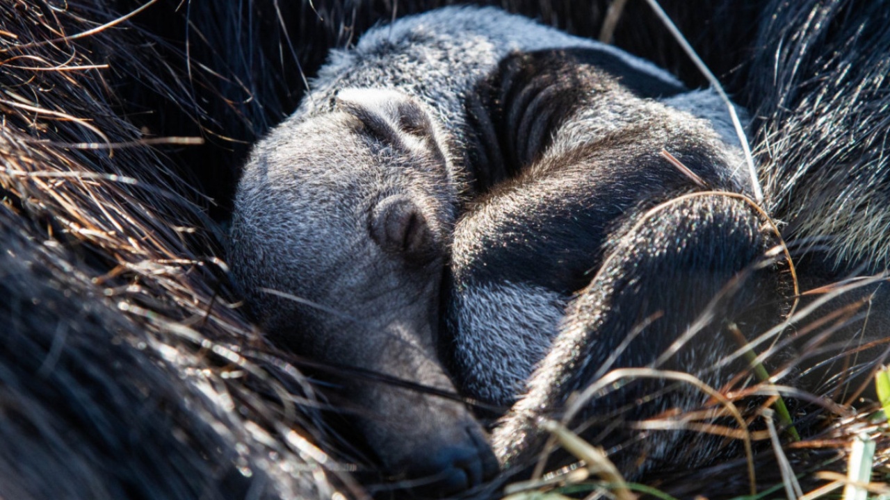 nasce orso cucciolo