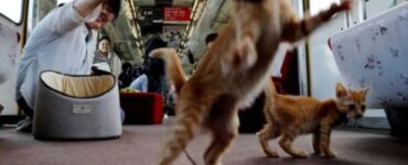 treno dei gattini viaggio