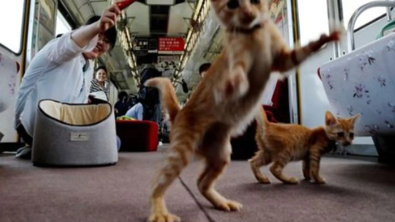 treno dei gattini viaggio