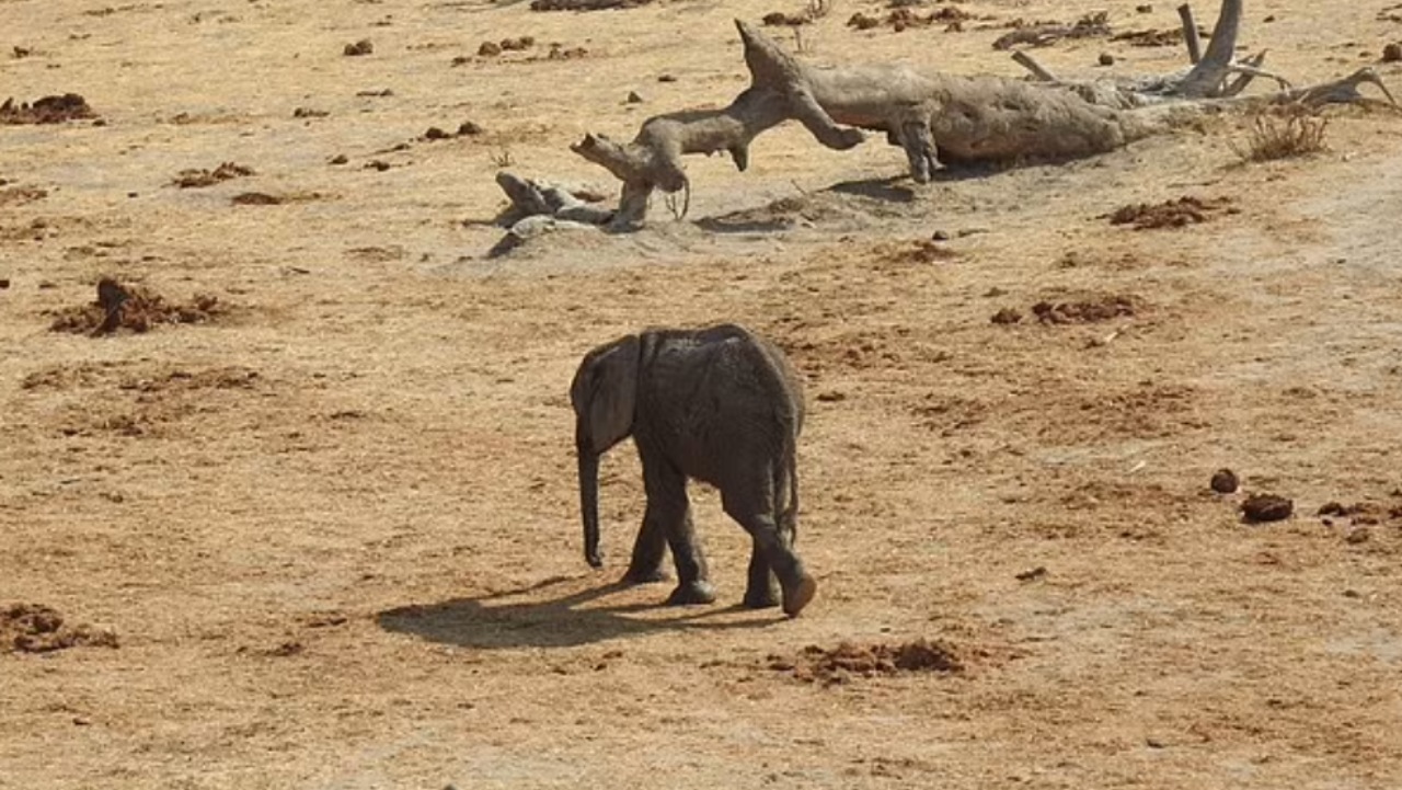 160 elefanti morti per la siccità