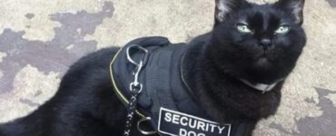 4 gatti security
