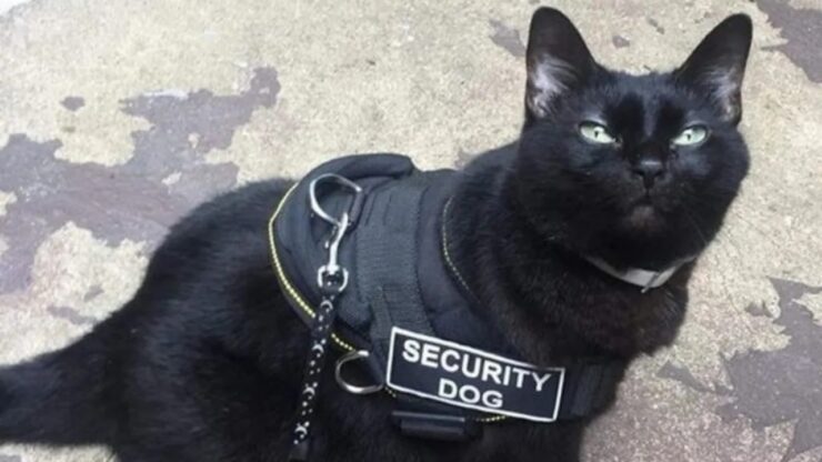 4 gatti security