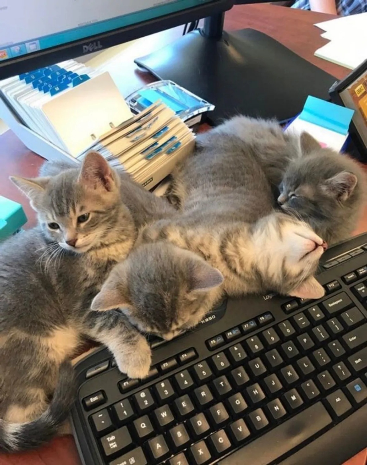 4 gatti tastiera