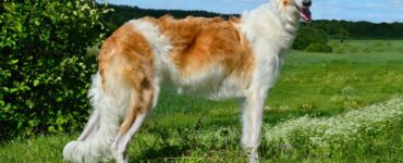 Borzoi: conosciamo meglio questa razza