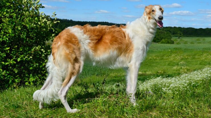 Borzoi: conosciamo meglio questa razza
