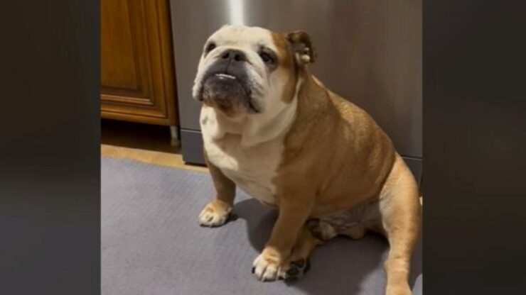 Bulldog dice no alla dieta e si lamenta con la sua mamma