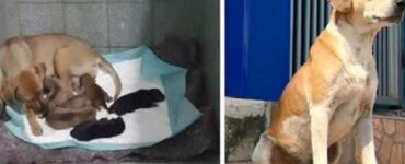 Cagnolina incinta chiede aiuto al veterinario