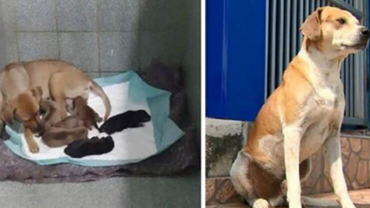 Cagnolina incinta chiede aiuto al veterinario