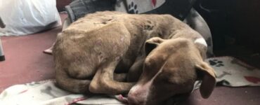 Cagnolina randagia va a dormire sotto al portico