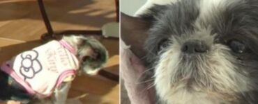 Cagnolino vuole rivedere la sua vecchia proprietaria